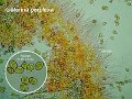 Galerina perplexa-amf160-micro